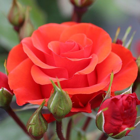 Rose 'Precious Love' (Floribunda Rose)